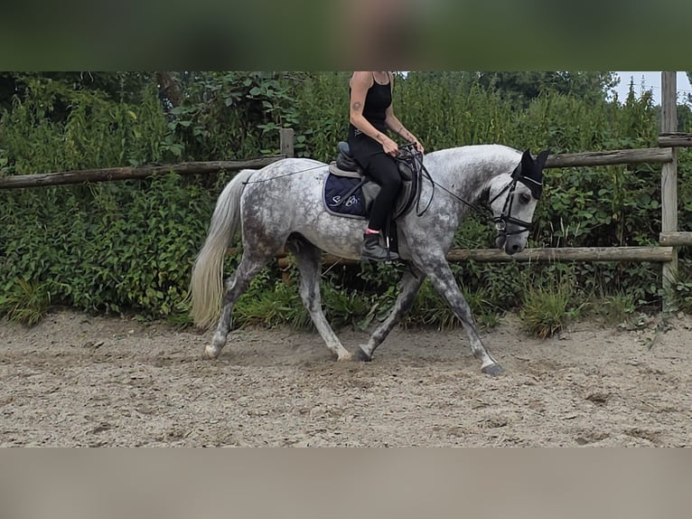 Weitere Ponys/Kleinpferde Wallach 7 Jahre 148 cm Apfelschimmel in Wachtendonk