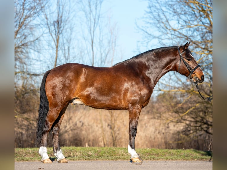 Weitere Ponys/Kleinpferde Wallach 7 Jahre 148 cm Brauner in Békéscsaba