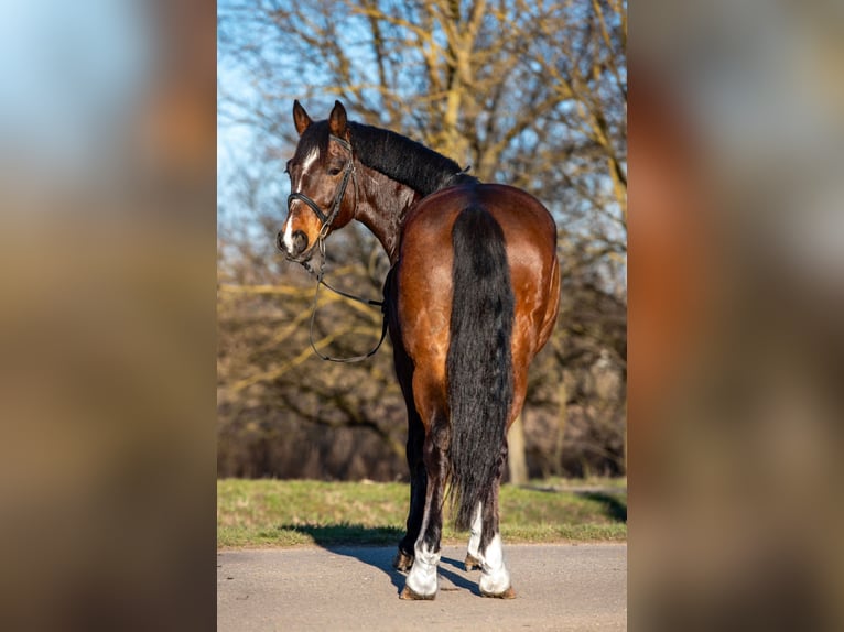 Weitere Ponys/Kleinpferde Wallach 7 Jahre 148 cm Brauner in Békéscsaba