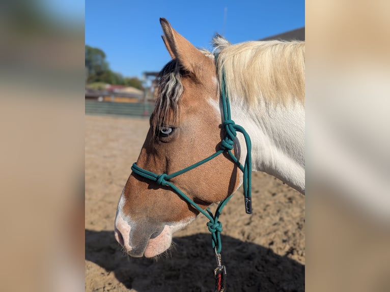 Weitere Ponys/Kleinpferde Wallach 7 Jahre 148 cm in Korschenbroich