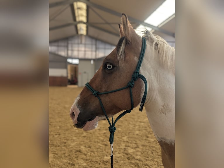 Weitere Ponys/Kleinpferde Wallach 7 Jahre 148 cm in Korschenbroich