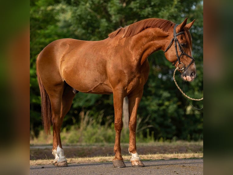 Weitere Ponys/Kleinpferde Wallach 7 Jahre 148 cm Fuchs in Mez&#x151;hegyes