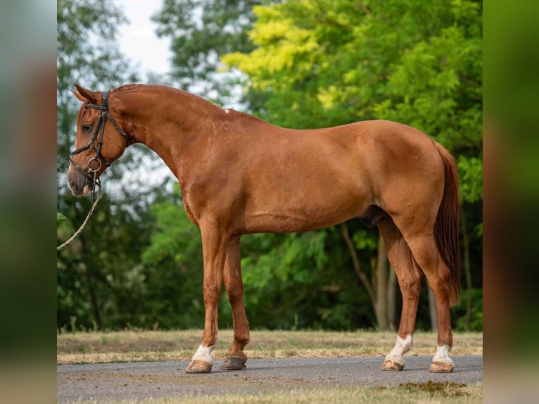 Weitere Ponys/Kleinpferde Wallach 7 Jahre 148 cm Fuchs in Mez&#x151;hegyes