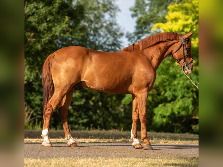 Weitere Ponys/Kleinpferde Wallach 7 Jahre 148 cm Fuchs in Mez&#x151;hegyes