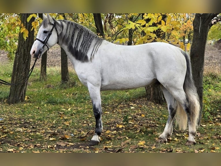 Weitere Ponys/Kleinpferde Wallach 7 Jahre 148 cm Schimmel in Békéscsaba Weitere Ponys/Kleinpferde Wallach 7 Jahre 148 cm Schimmel in Békéscsaba