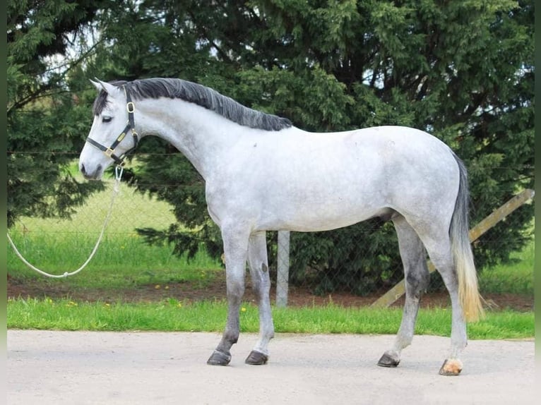 Weitere Ponys/Kleinpferde Wallach 7 Jahre 148 cm Schimmel in B&#xE9;k&#xE9;scsaba
