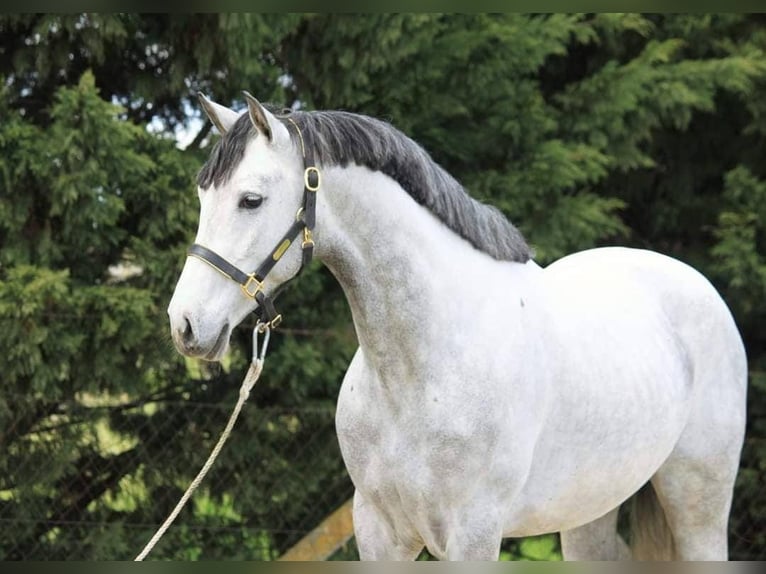 Weitere Ponys/Kleinpferde Wallach 7 Jahre 148 cm Schimmel in B&#xE9;k&#xE9;scsaba