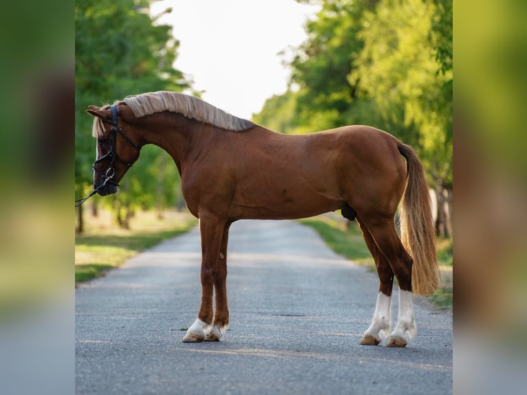 Weitere Ponys/Kleinpferde Wallach 7 Jahre 150 cm Fuchs in Mez&#x151;hegyes