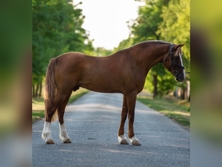 Weitere Ponys/Kleinpferde Wallach 7 Jahre 150 cm Fuchs in Mez&#x151;hegyes