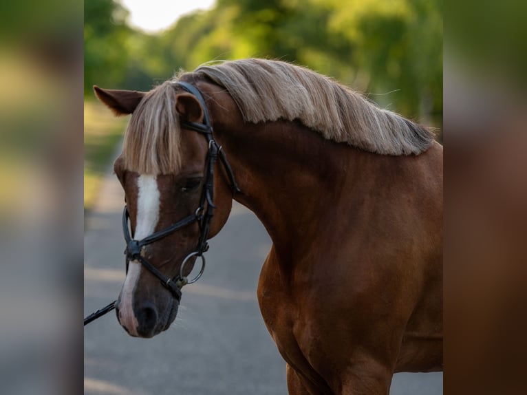 Weitere Ponys/Kleinpferde Wallach 7 Jahre 150 cm Fuchs in Mez&#x151;hegyes