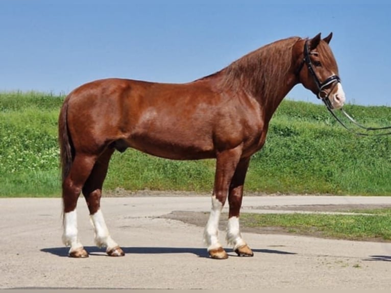 Weitere Ponys/Kleinpferde Wallach 7 Jahre 150 cm Fuchs in Szarvas