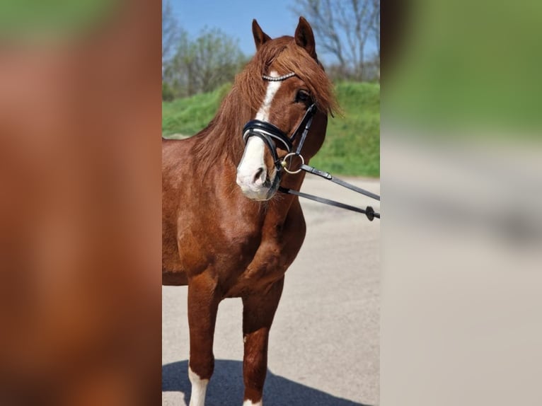 Weitere Ponys/Kleinpferde Wallach 7 Jahre 150 cm Fuchs in Szarvas