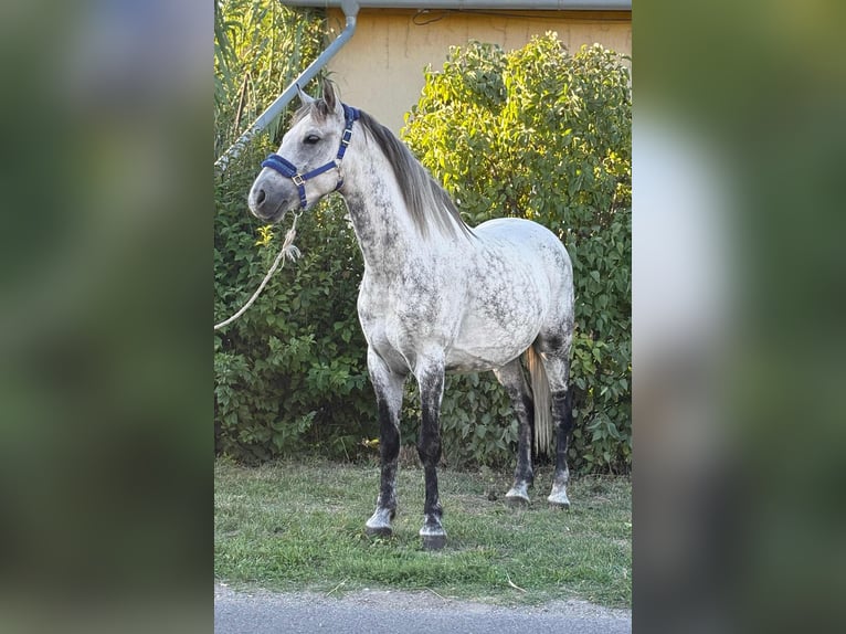 Weitere Ponys/Kleinpferde Wallach 7 Jahre 150 cm Schimmel in B&#xE9;k&#xE9;s