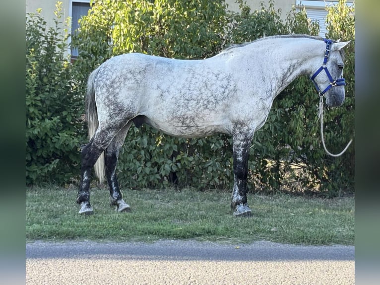 Weitere Ponys/Kleinpferde Wallach 7 Jahre 150 cm Schimmel in B&#xE9;k&#xE9;s