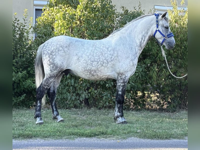 Weitere Ponys/Kleinpferde Wallach 7 Jahre 150 cm Schimmel in B&#xE9;k&#xE9;s
