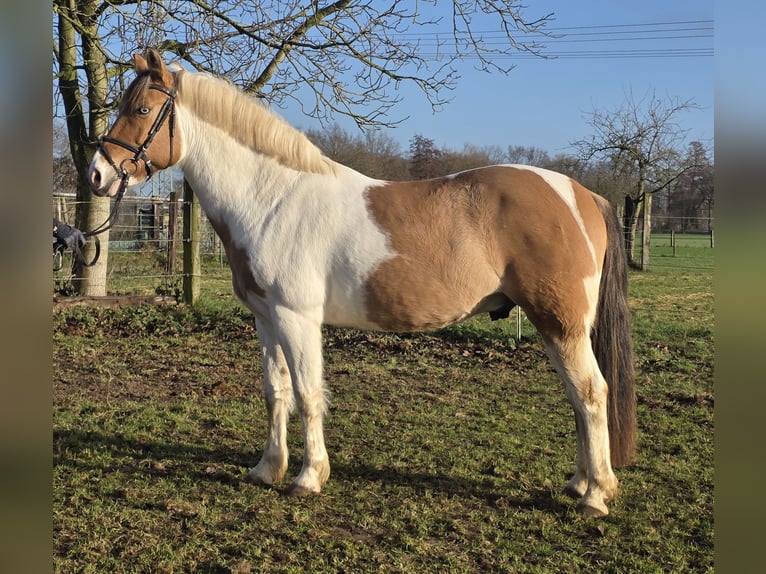 Weitere Ponys/Kleinpferde Wallach 7 Jahre 152 cm Schecke in Wachtendonk