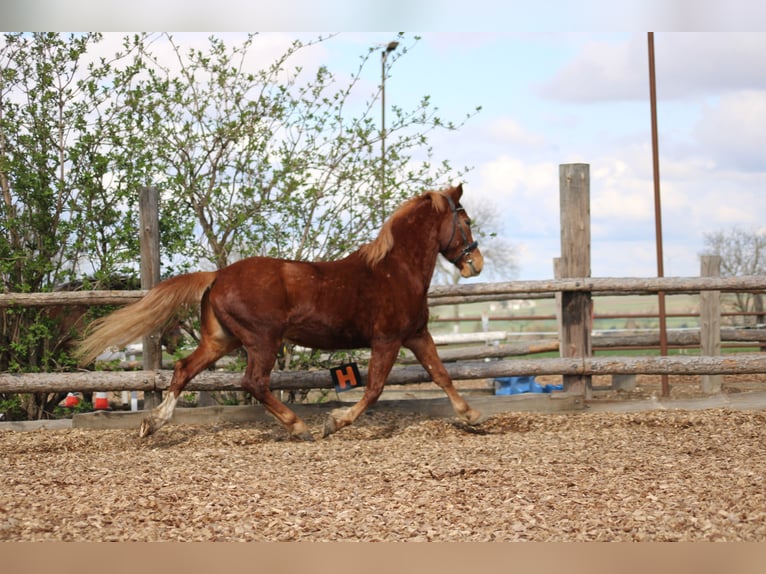 Weitere Ponys/Kleinpferde Mix Wallach 7 Jahre 153 cm Fuchs in Hohenruppersdorf
