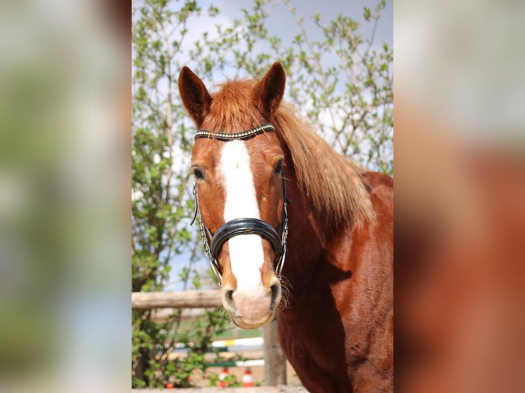 Weitere Ponys/Kleinpferde Mix Wallach 7 Jahre 153 cm Fuchs in Hohenruppersdorf