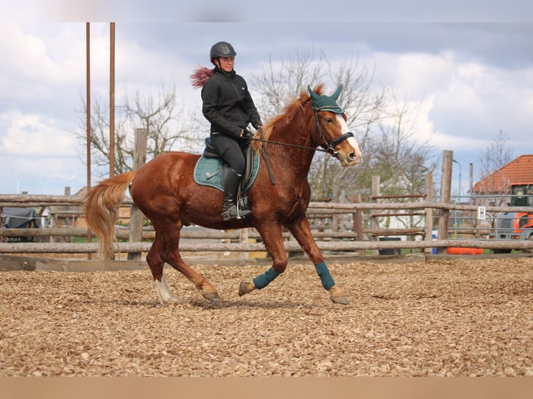 Weitere Ponys/Kleinpferde Mix Wallach 7 Jahre 153 cm Fuchs in Hohenruppersdorf