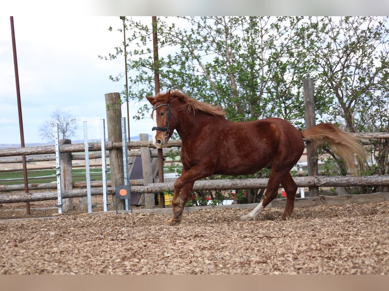 Weitere Ponys/Kleinpferde Mix Wallach 7 Jahre 153 cm Fuchs in Hohenruppersdorf