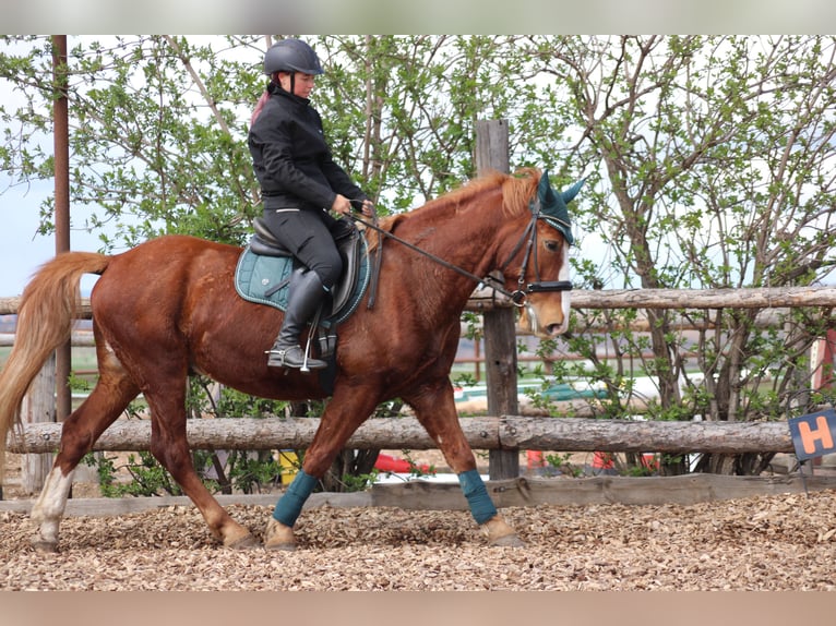 Weitere Ponys/Kleinpferde Mix Wallach 7 Jahre 153 cm Fuchs in Hohenruppersdorf