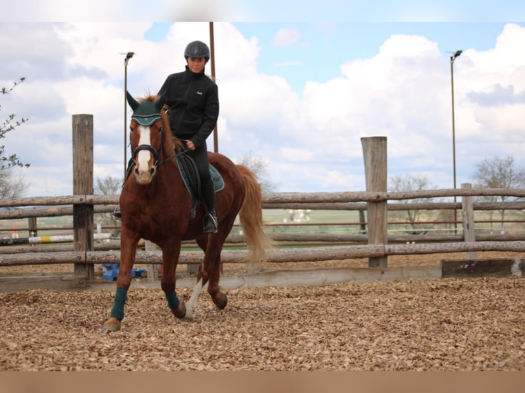 Weitere Ponys/Kleinpferde Mix Wallach 7 Jahre 153 cm Fuchs in Hohenruppersdorf