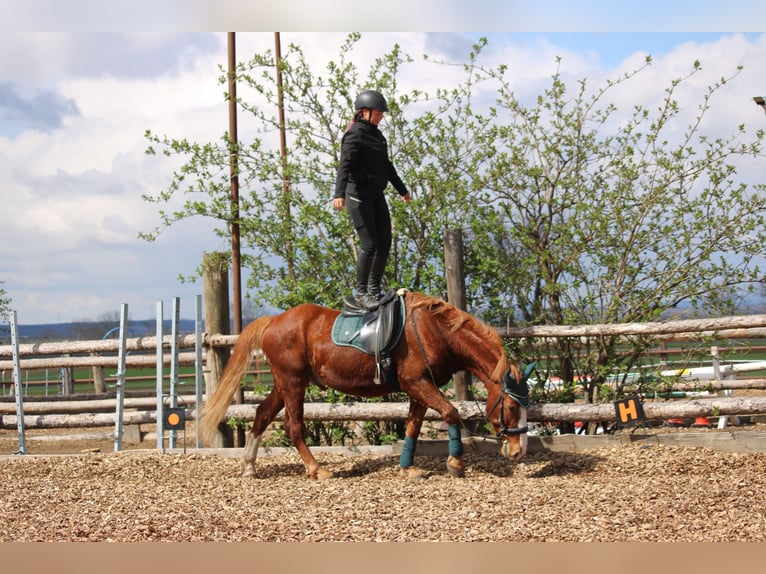Weitere Ponys/Kleinpferde Mix Wallach 7 Jahre 153 cm Fuchs in Hohenruppersdorf