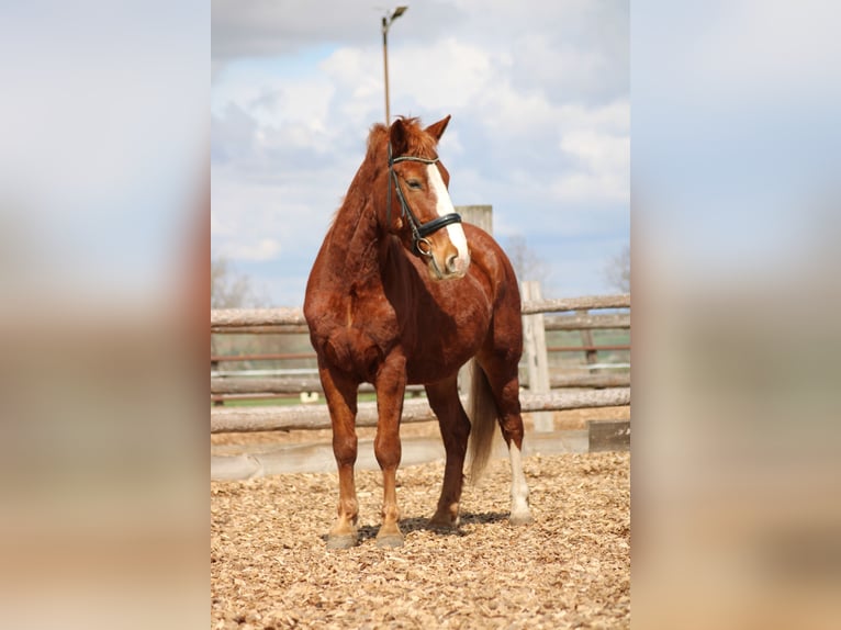Weitere Ponys/Kleinpferde Mix Wallach 7 Jahre 153 cm Fuchs in Hohenruppersdorf