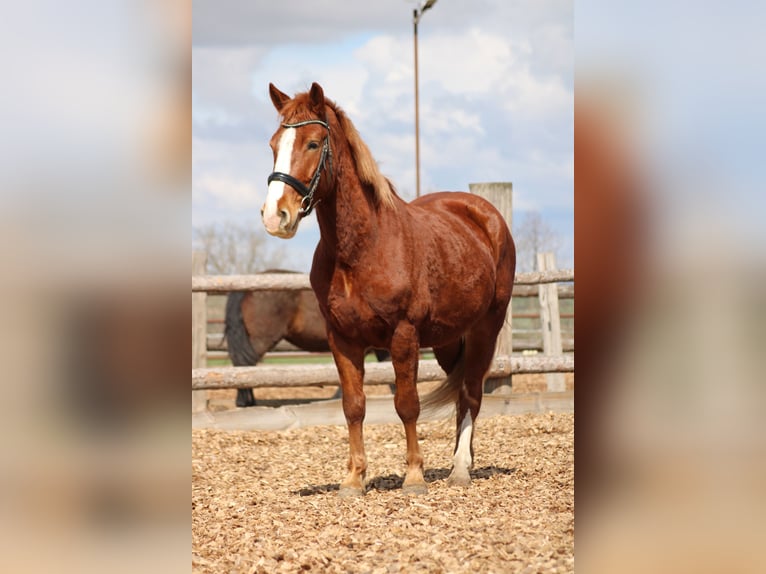 Weitere Ponys/Kleinpferde Mix Wallach 7 Jahre 153 cm Fuchs in Hohenruppersdorf