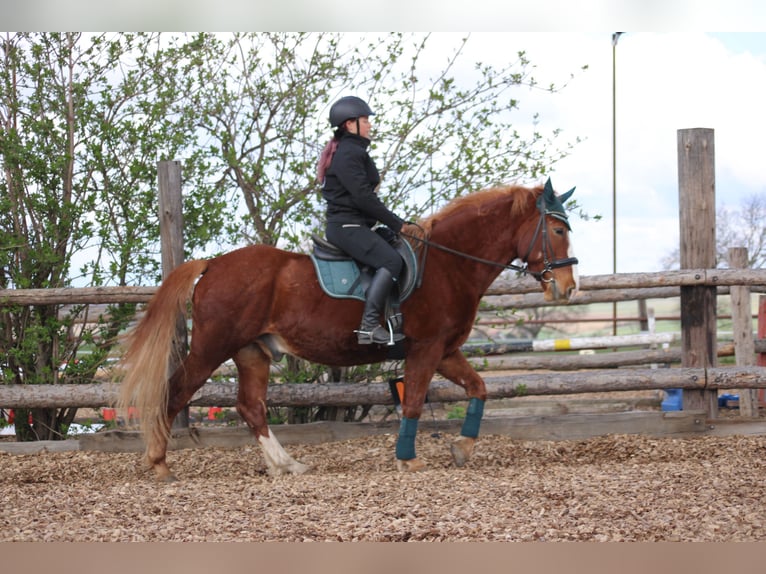 Weitere Ponys/Kleinpferde Mix Wallach 7 Jahre 153 cm Fuchs in Hohenruppersdorf