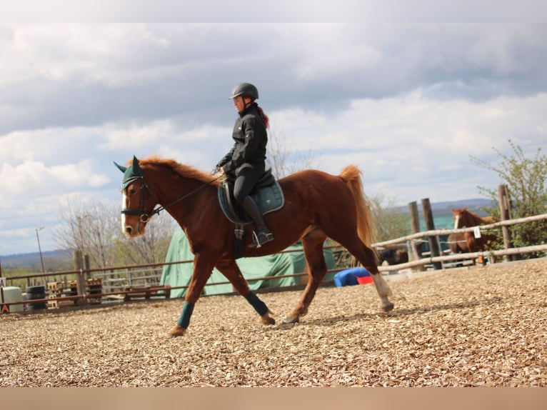 Weitere Ponys/Kleinpferde Mix Wallach 7 Jahre 153 cm Fuchs in Hohenruppersdorf