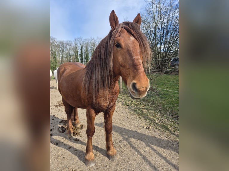 Weitere Ponys/Kleinpferde Mix Wallach 7 Jahre 155 cm Fuchs in Wülfrath