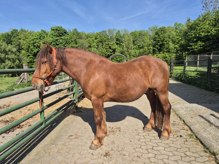 Weitere Ponys/Kleinpferde Mix Wallach 7 Jahre 155 cm Fuchs in Wülfrath