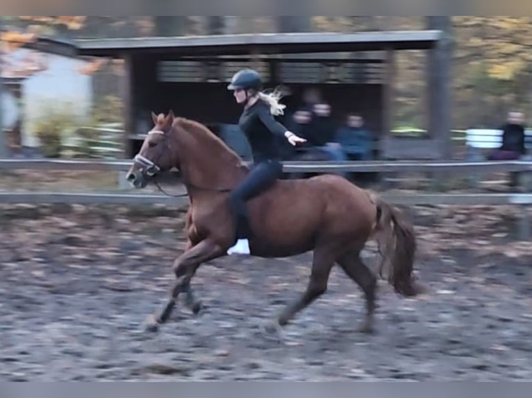 Weitere Ponys/Kleinpferde Wallach 7 Jahre 156 cm Fuchs in Braunschweig