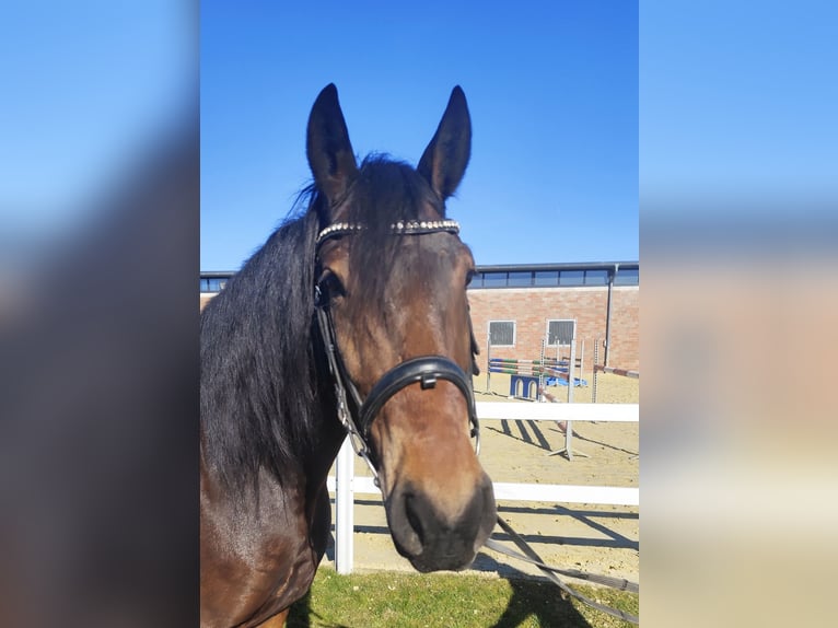 Weitere Ponys/Kleinpferde Wallach 7 Jahre 159 cm Dunkelbrauner in Bad Laer