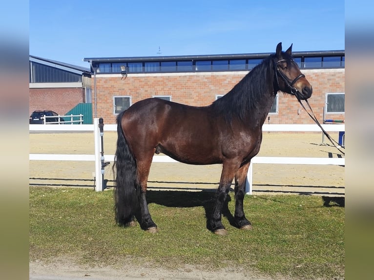 Weitere Ponys/Kleinpferde Wallach 7 Jahre 159 cm Dunkelbrauner in Bad Laer