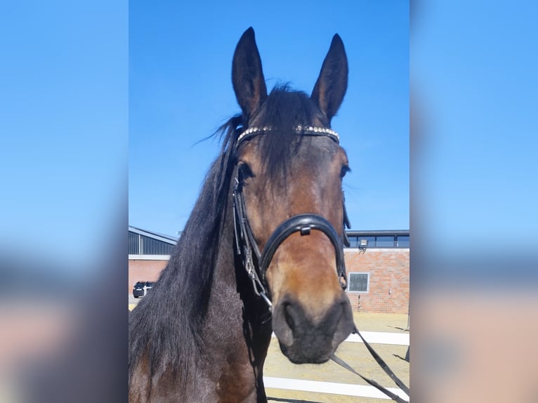 Weitere Ponys/Kleinpferde Wallach 7 Jahre 159 cm Dunkelbrauner in Bad Laer
