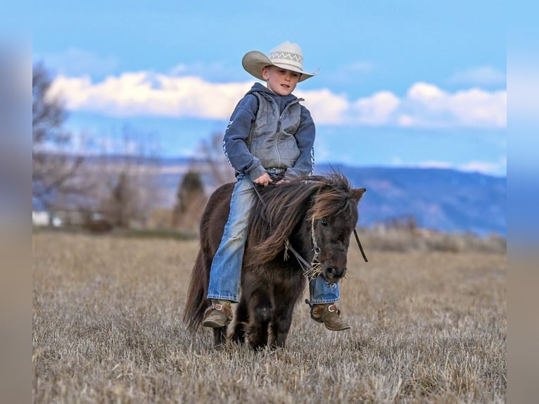 Weitere Ponys/Kleinpferde Wallach 7 Jahre 86 cm Brauner in Rigby
