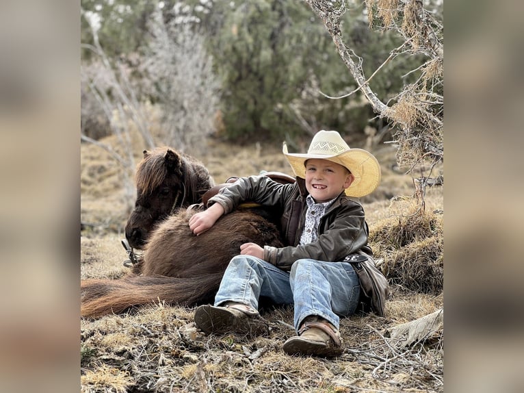 Weitere Ponys/Kleinpferde Wallach 7 Jahre 86 cm Brauner in Rigby