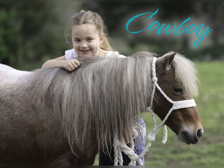 Weitere Ponys/Kleinpferde Wallach 7 Jahre 91 cm Roan-Red in Sedalia
