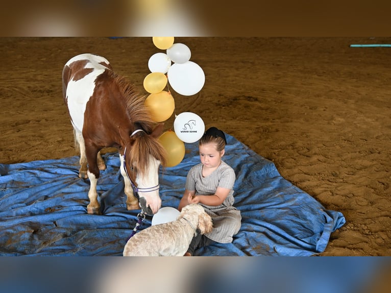 Weitere Ponys/Kleinpferde Wallach 7 Jahre 91 cm Schecke in Fredericksburg