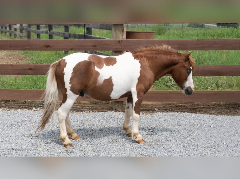Weitere Ponys/Kleinpferde Wallach 7 Jahre 91 cm Schecke in Fredericksburg