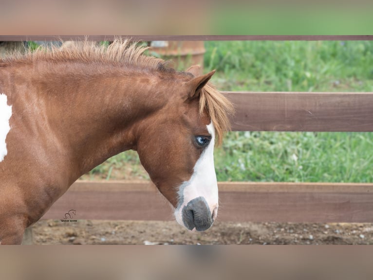 Weitere Ponys/Kleinpferde Wallach 7 Jahre 91 cm Schecke in Fredericksburg