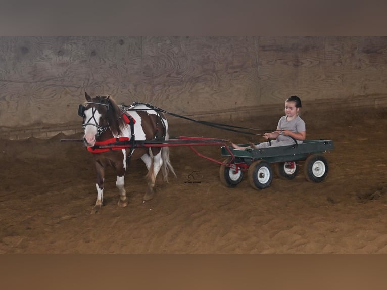 Weitere Ponys/Kleinpferde Wallach 7 Jahre 91 cm Schecke in Fredericksburg