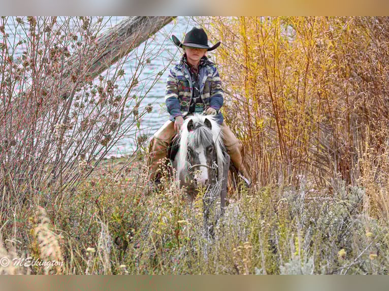 Weitere Ponys/Kleinpferde Wallach 7 Jahre 91 cm in Rigby