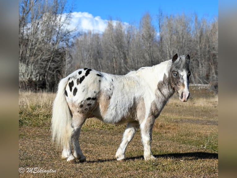 Weitere Ponys/Kleinpferde Wallach 7 Jahre 91 cm in Rigby