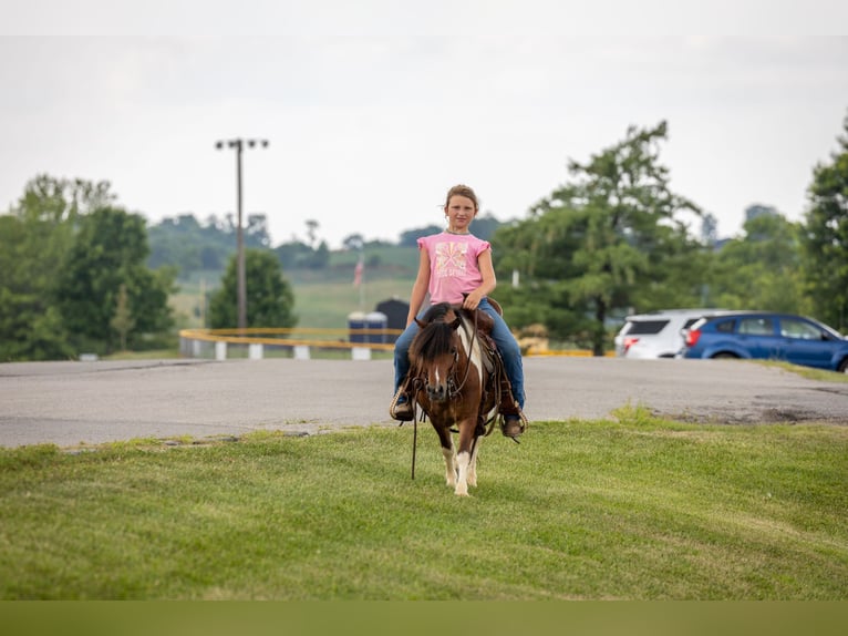 Weitere Ponys/Kleinpferde Wallach 7 Jahre 94 cm in Ewing, KY
