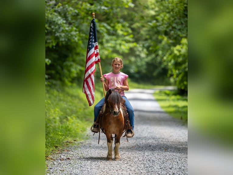 Weitere Ponys/Kleinpferde Wallach 7 Jahre 94 cm in Ewing, KY