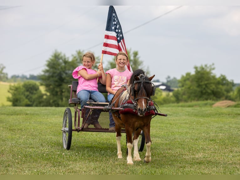 Weitere Ponys/Kleinpferde Wallach 7 Jahre 94 cm in Ewing, KY