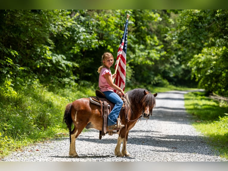 Weitere Ponys/Kleinpferde Wallach 7 Jahre 94 cm in Ewing, KY